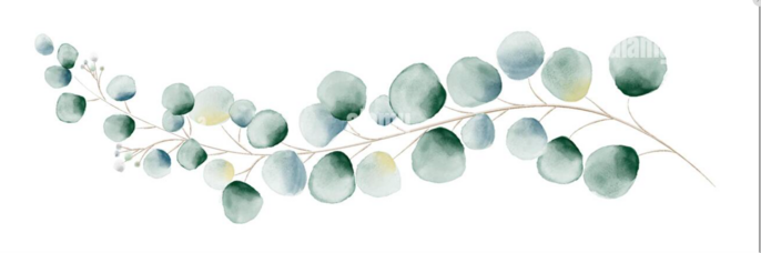 banniere eucalyptus promo